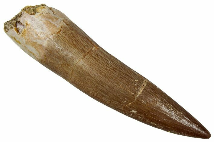 Fossil Plesiosaur (Zarafasaura) Tooth - Morocco #354719